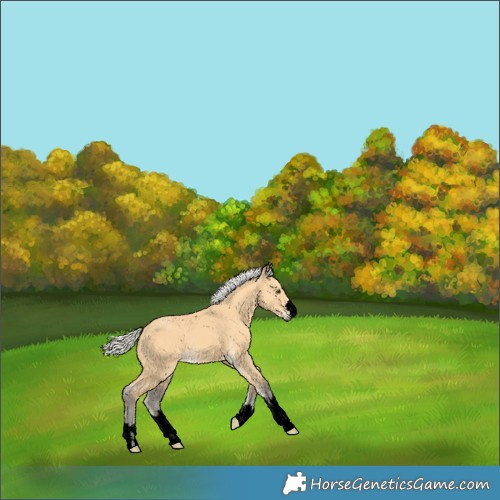 Horse Color:Void Silver Buckskin 