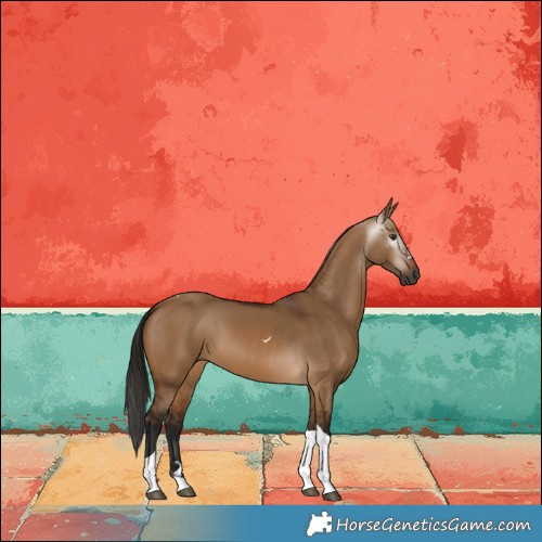 Horse Color:Gray Bay Dun Tobiano 