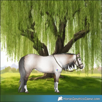 Horse Color:Gray Bay Dun Tobiano 