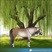 Horse Color:Gray Bay Dun Tobiano