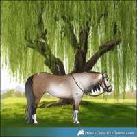 Horse Color:Gray Bay Dun Tobiano 