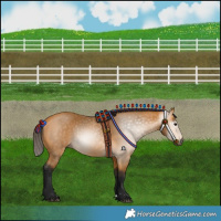 Horse Color:Gray Buckskin 