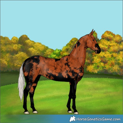 Horse Color:Void Silver Bay Sabino Tobiano 