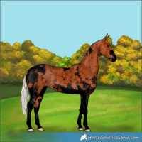 Horse Color:Void Silver Bay Sabino Tobiano