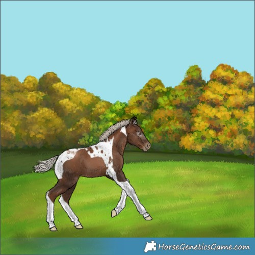 Horse Color:Gray Silver Black Pearl Tobiano 