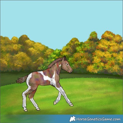 Horse Color:Gray Nacre Chestnut Tobiano 