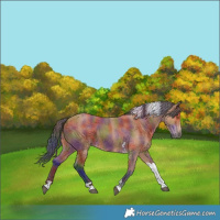 Horse Color:Nacre Bay Tobiano 