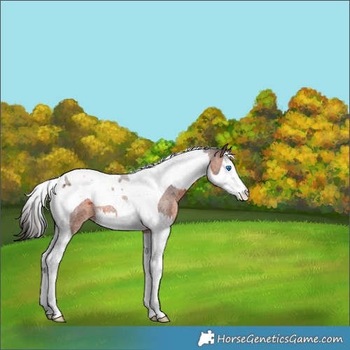 Horse Color:Brown Roan Splash Tobiano Appaloosa 