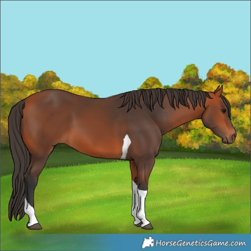 Horse Color:Bay Tobiano 