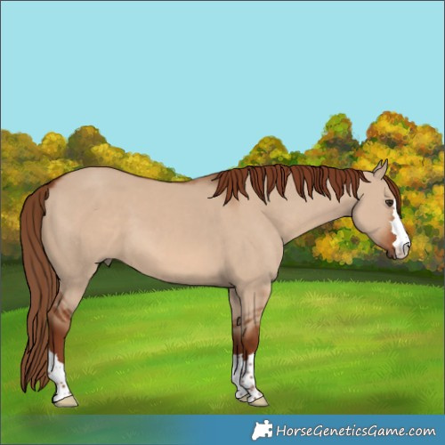 Horse Color:Red Dun 