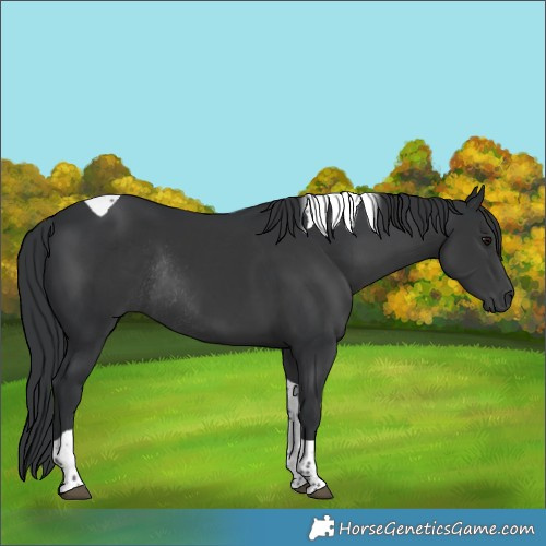Horse Color:Black Tobiano Rabicano 