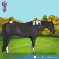 Horse Color:Black Tobiano Rabicano