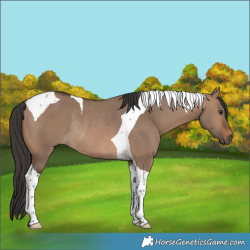 Horse Color:Brown Dun Tobiano Rabicano 
