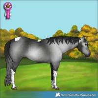 Horse Color:Gray Smoky Black Tobiano Rabicano 