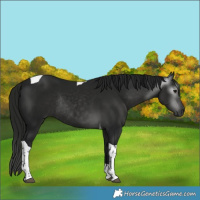 Horse Color:Gray Smoky Black Tobiano Rabicano 