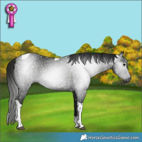 Horse Color:Gray Smoky Black Tobiano Rabicano