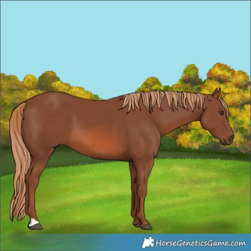 Horse Color:Chestnut 