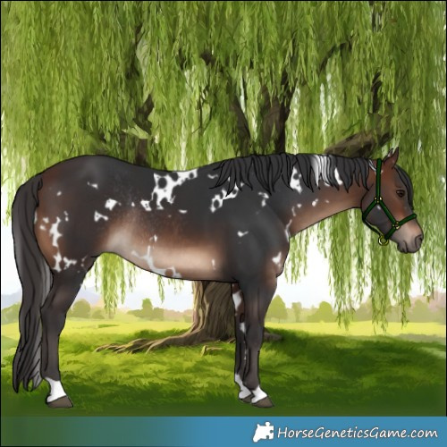 Horse Color:White Spotted Brown Rabicano 