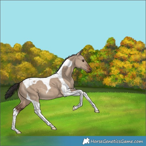 Horse Color:Liver Red Dun Tobiano 