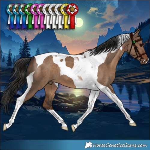 Horse Color:Liver Red Dun Tobiano 