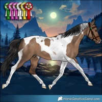 Horse Color:Liver Red Dun Tobiano