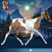 Horse Color:Liver Red Dun Tobiano 