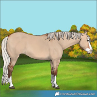 Horse Color:Silver Bay Dun Splash