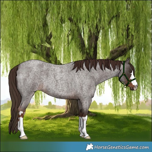 Horse Color:Liver Red Roan