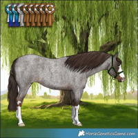 Horse Color:Liver Red Roan 