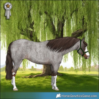 Horse Color:Liver Red Roan 