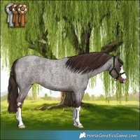 Horse Color:Liver Red Roan 
