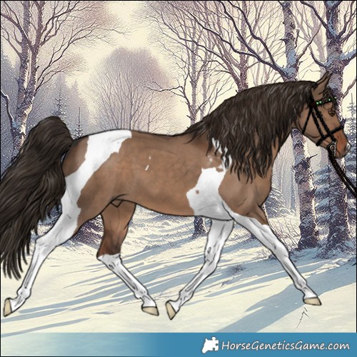 Horse Color:Liver Red Dun Tobiano