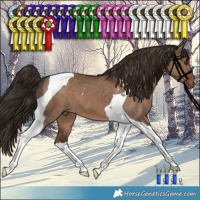 Horse Color:Liver Red Dun Tobiano 