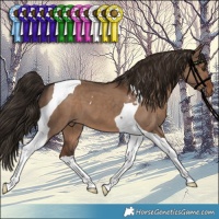 Horse Color:Liver Red Dun Tobiano 