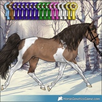 Horse Color:Liver Red Dun Tobiano 