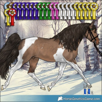 Horse Color:Liver Red Dun Tobiano 