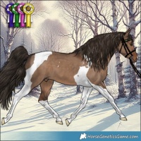 Horse Color:Liver Red Dun Tobiano 