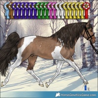 Horse Color:Liver Red Dun Tobiano