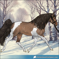 Horse Color:Liver Red Dun Tobiano 