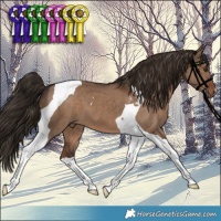 Horse Color:Liver Red Dun Tobiano 