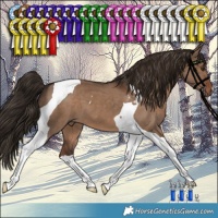 Horse Color:Liver Red Dun Tobiano 