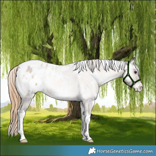 Horse Color:White Spotted Liver Red Dun Onyx Appaloosa 