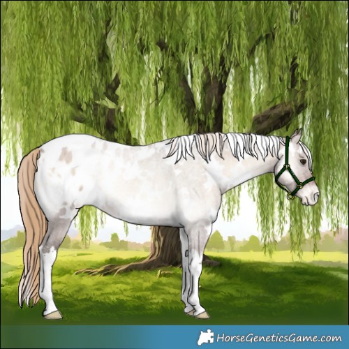 Horse Color:White Spotted Liver Red Dun Onyx Appaloosa 