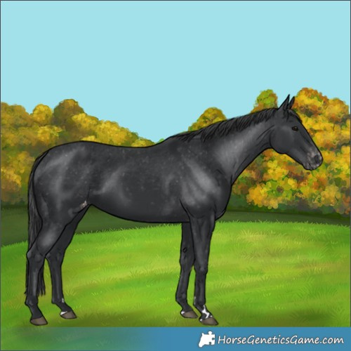 Horse Color:Black Appaloosa Rabicano 