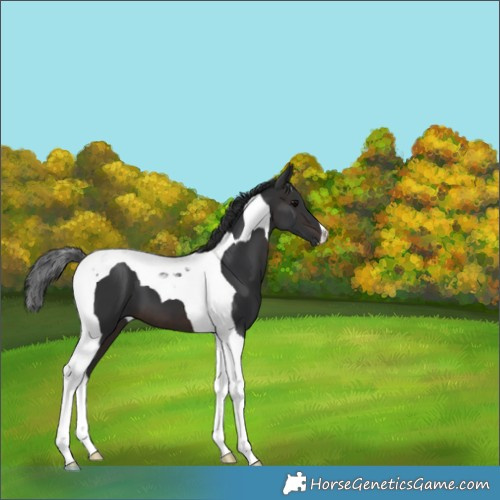 Horse Color:Brown Tobiano 