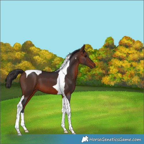 Horse Color:Bay Tobiano 