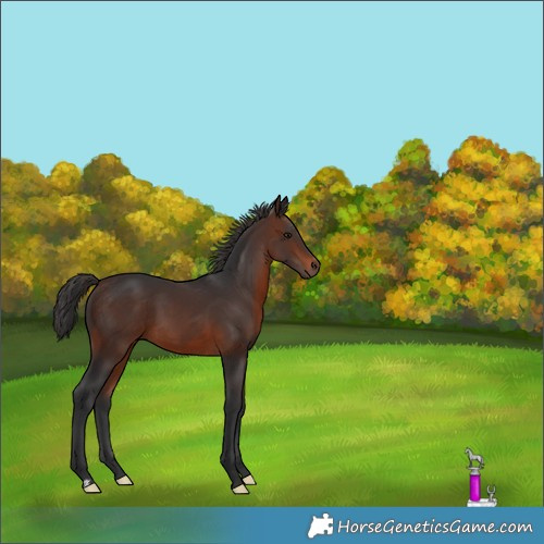 Horse Color:Brown 