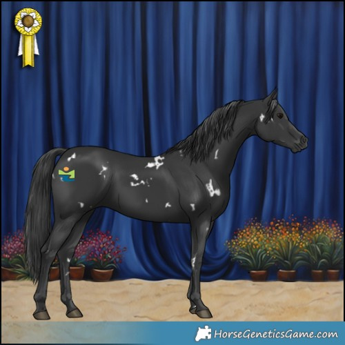 Horse Color:White Spotted Black 