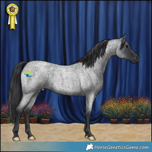Horse Color:Blue Roan 