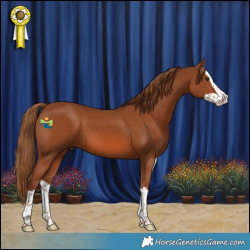 Horse Color:Chestnut Splash 